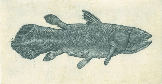Konstantin Antioukhin "Latimeria Fish" 